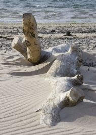 Driftwood